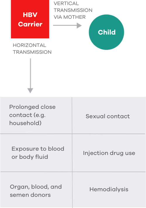 Graphic showing routes of HBV transmission